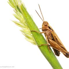 MYN Common Field Grasshopper 